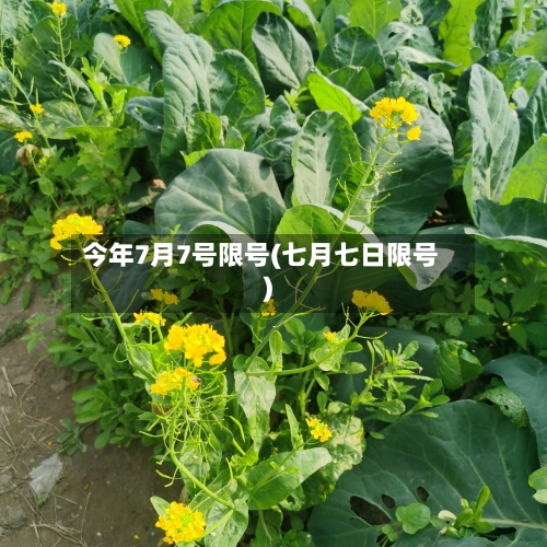 今年7月7号限号(七月七日限号)-第3张图片