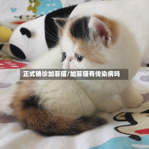 正式确诊加菲猫/加菲猫有传染病吗