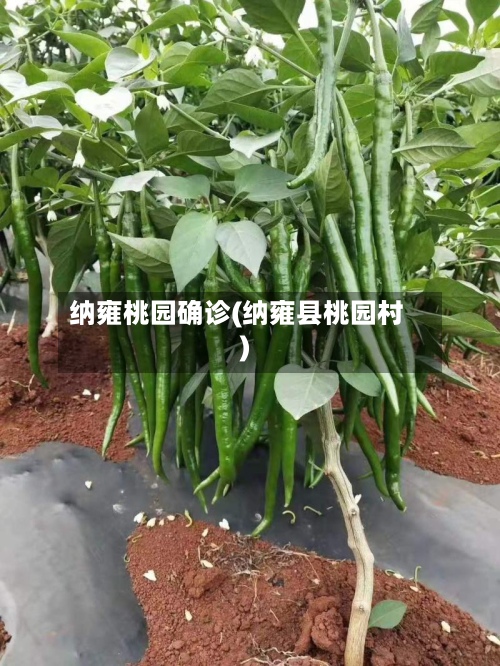 纳雍桃园确诊(纳雍县桃园村)