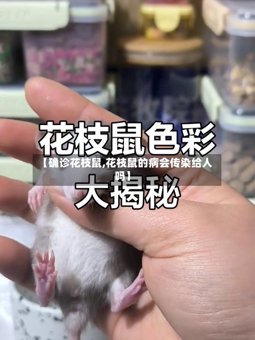 【确诊花枝鼠,花枝鼠的病会传染给人吗】