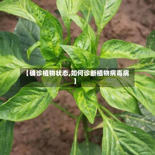 【确诊植物状态,如何诊断植物病毒病】