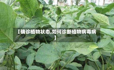 【确诊植物状态,如何诊断植物病毒病】-第2张图片