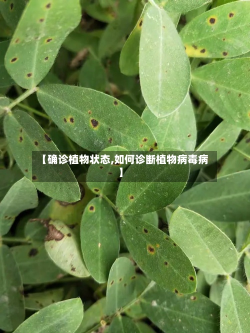 【确诊植物状态,如何诊断植物病毒病】-第3张图片
